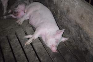 Grower sheds - Captured at Unknown piggery, Inkerman SA Australia.