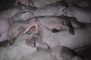 Grower sheds - Captured at Unknown piggery, Inkerman SA Australia.