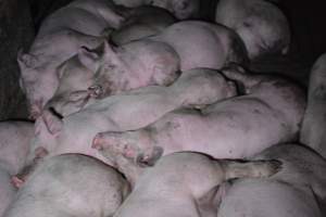 Grower sheds - Captured at Unknown piggery, Inkerman SA Australia.