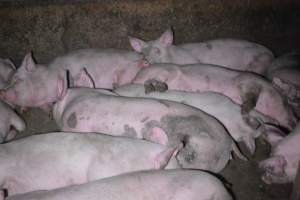 Grower sheds - Captured at Unknown piggery, Inkerman SA Australia.