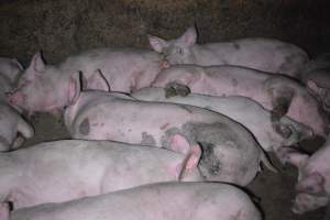 Grower sheds - Captured at Unknown piggery, Inkerman SA Australia.