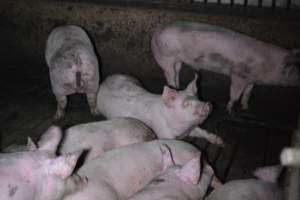 Grower sheds - Captured at Unknown piggery, Inkerman SA Australia.