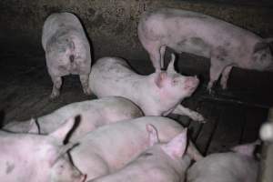 Grower sheds - Captured at Unknown piggery, Inkerman SA Australia.