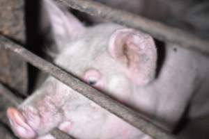 Grower sheds - Captured at Unknown piggery, Inkerman SA Australia.