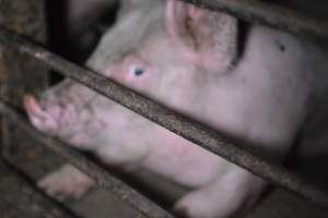 Grower sheds - Captured at Unknown piggery, Inkerman SA Australia.