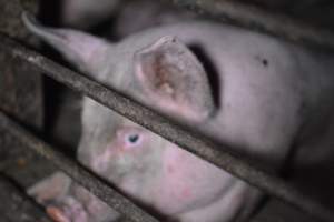 Grower sheds - Captured at Unknown piggery, Inkerman SA Australia.