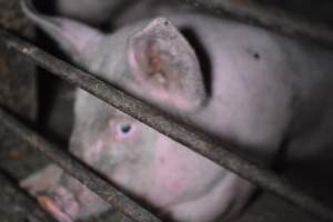 Grower sheds - Captured at Unknown piggery, Inkerman SA Australia.