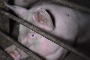 Grower sheds - Captured at Unknown piggery, Inkerman SA Australia.