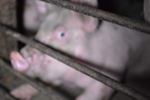 Grower sheds - Captured at Unknown piggery, Inkerman SA Australia.