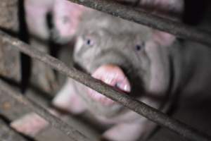 Grower sheds - Captured at Unknown piggery, Inkerman SA Australia.