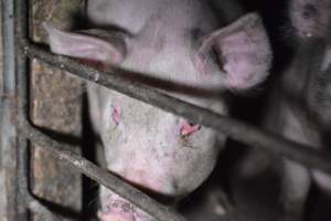 Grower sheds - Captured at Unknown piggery, Inkerman SA Australia.