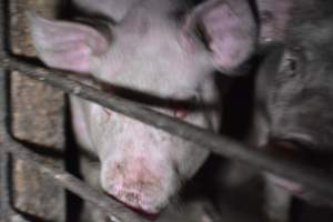 Grower sheds - Captured at Unknown piggery, Inkerman SA Australia.