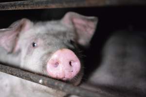 Grower sheds - Captured at Unknown piggery, Inkerman SA Australia.