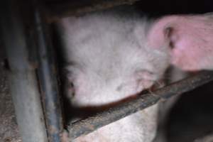 Grower sheds - Captured at Unknown piggery, Inkerman SA Australia.