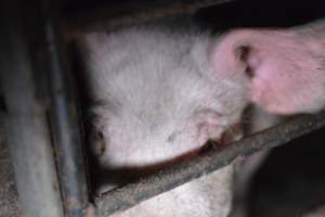 Grower sheds - Captured at Unknown piggery, Inkerman SA Australia.