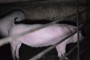 Grower sheds - Captured at Unknown piggery, Inkerman SA Australia.