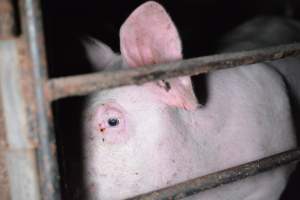 Grower sheds - Captured at Unknown piggery, Inkerman SA Australia.