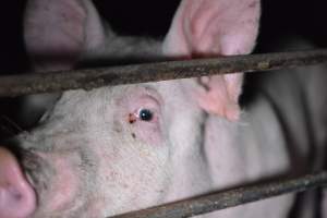 Grower sheds - Captured at Unknown piggery, Inkerman SA Australia.