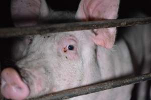 Grower sheds - Captured at Unknown piggery, Inkerman SA Australia.