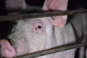 Grower sheds - Captured at Unknown piggery, Inkerman SA Australia.