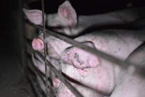 Grower sheds - Captured at Unknown piggery, Inkerman SA Australia.