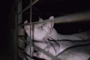 Grower sheds - Captured at Unknown piggery, Inkerman SA Australia.