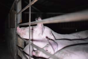 Grower sheds - Captured at Unknown piggery, Inkerman SA Australia.