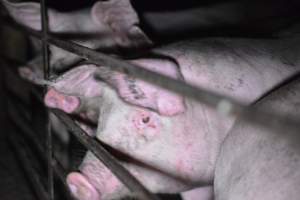 Grower sheds - Captured at Unknown piggery, Inkerman SA Australia.