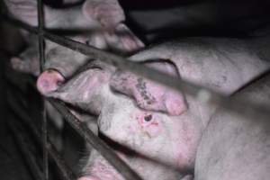 Grower sheds - Captured at Unknown piggery, Inkerman SA Australia.