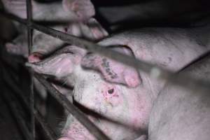 Grower sheds - Captured at Unknown piggery, Inkerman SA Australia.