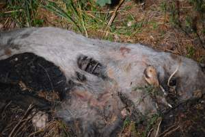 Old corpse outside grower sheds - Captured at Unknown piggery, Inkerman SA Australia.