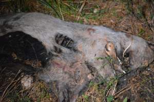 Old corpse outside grower sheds - Captured at Unknown piggery, Inkerman SA Australia.