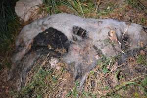 Old corpse outside grower sheds - Captured at Unknown piggery, Inkerman SA Australia.