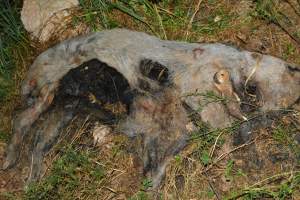 Old corpse outside grower sheds - Captured at Unknown piggery, Inkerman SA Australia.