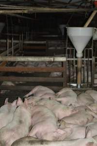 Grower pigs - Captured at Unnamed piggery, Wild Horse Plains SA Australia.