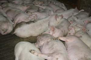 Grower pigs - Captured at Unnamed piggery, Wild Horse Plains SA Australia.