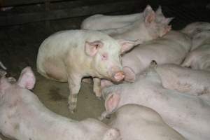 Grower pigs - Captured at Unnamed piggery, Wild Horse Plains SA Australia.