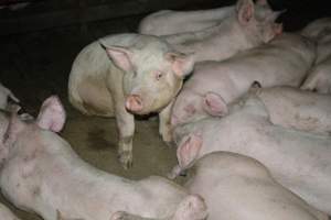 Grower pigs - Captured at Unnamed piggery, Wild Horse Plains SA Australia.