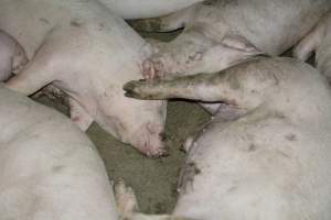 Grower pigs - Captured at Unnamed piggery, Wild Horse Plains SA Australia.