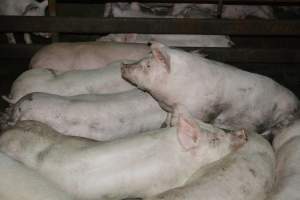 Grower pigs - Captured at Unnamed piggery, Wild Horse Plains SA Australia.