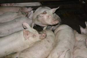 Grower pigs - Captured at Unnamed piggery, Wild Horse Plains SA Australia.