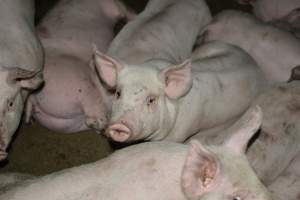 Grower pigs - Captured at Unnamed piggery, Wild Horse Plains SA Australia.