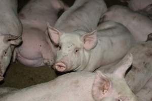 Grower pigs - Captured at Unnamed piggery, Wild Horse Plains SA Australia.