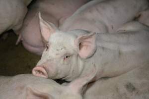 Grower pigs - Captured at Unnamed piggery, Wild Horse Plains SA Australia.