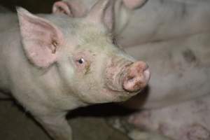 Grower pigs - Captured at Unnamed piggery, Wild Horse Plains SA Australia.