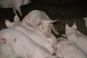 Grower pigs - Captured at Unnamed piggery, Wild Horse Plains SA Australia.