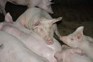 Grower pigs - Captured at Unnamed piggery, Wild Horse Plains SA Australia.