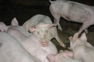 Grower pigs - Captured at Unnamed piggery, Wild Horse Plains SA Australia.