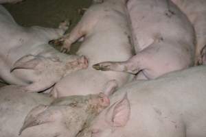 Grower pigs - Captured at Unnamed piggery, Wild Horse Plains SA Australia.