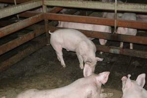 Grower pigs - Captured at Unnamed piggery, Wild Horse Plains SA Australia.